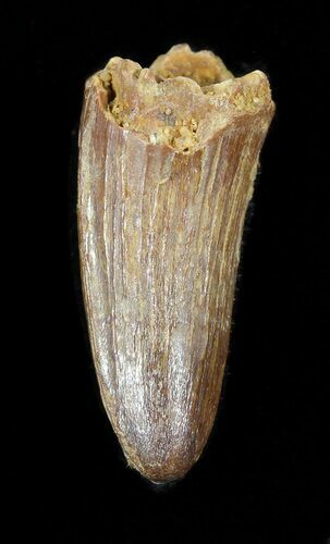 Cretaceous Fossil Crocodile (Elosuchus) Tooth - Morocco #49015